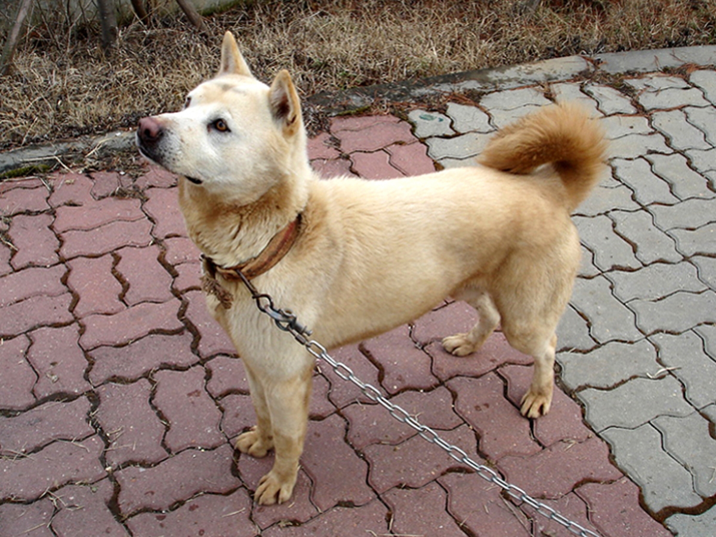 Jindo mix puppies shops for